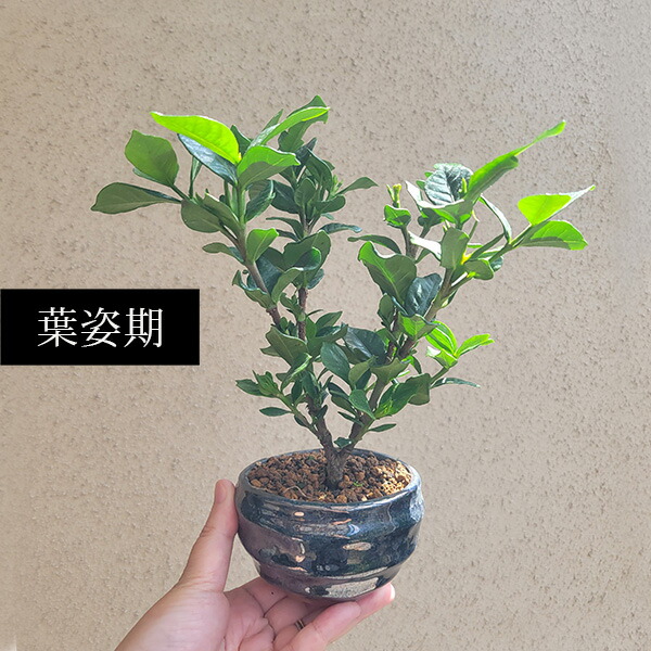 楽天市場】小品盆栽：梔子（青変形鉢）*（2026年開花）くちなし