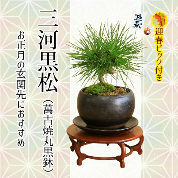 楽天市場】ミニ盆栽：三河黒松（萬古焼丸黒鉢)* 苔と砂 受け皿＆迎春