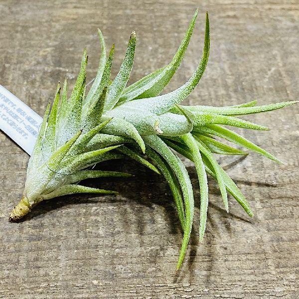 楽天市場】観葉植物：チランジア イオナンタ バンハイニンギーS*エアー