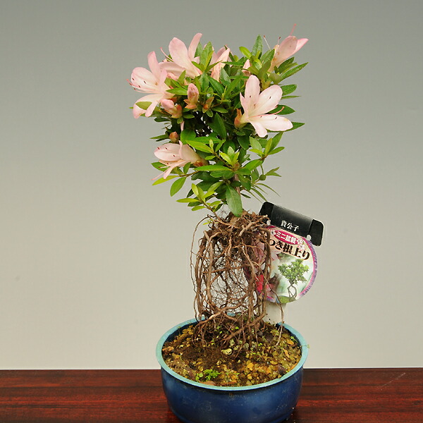 楽天市場】苗：さつき（貴公子） : 遊恵盆栽 楽天市場店