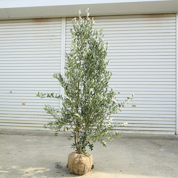 楽天市場】特選庭木・植木：オリーブ（シプレッシーノ）*樹高150cm
