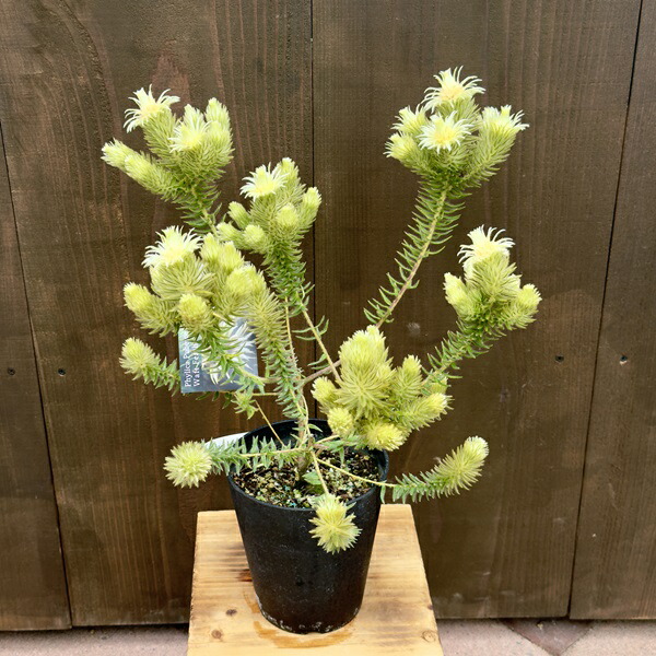 楽天市場】鉢花 観葉植物：フィリカ プベッセンス ワフトフェザー*5号