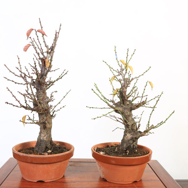 楽天市場】苗：梅（特大）*（紅梅・白梅）7号素焼き鉢＜2026年早春開花