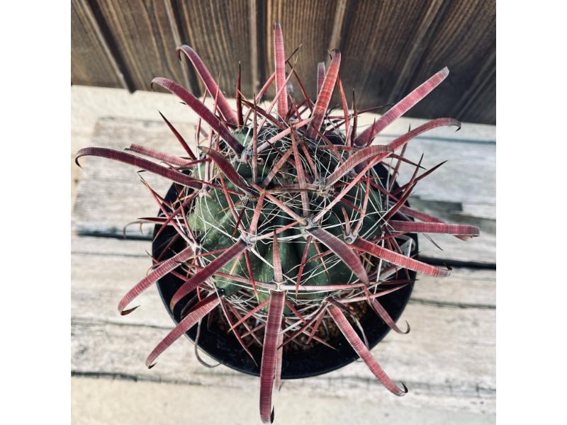 楽天市場】サボテン：フェロカクタス 神仙玉×偉冠玉*幅9cm 現品