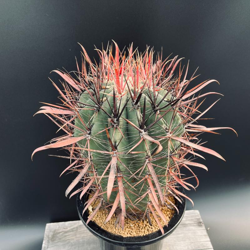 楽天市場】サボテン：フェロカクタス 偉冠竜*幅16cm 現品！一品限り