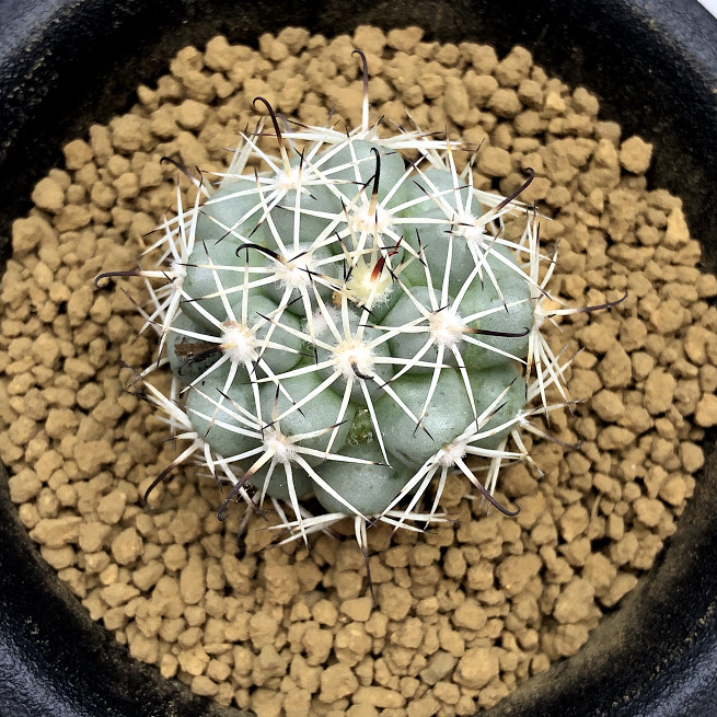 楽天市場】サボテン：マミラリア 白刺蓬莱宮 実生*幅3.5cm : 遊恵