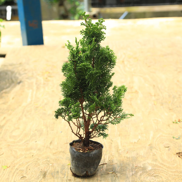 楽天市場】苗：津山桧 大* つやまひのき ヒノキ : 遊恵盆栽 楽天市場店