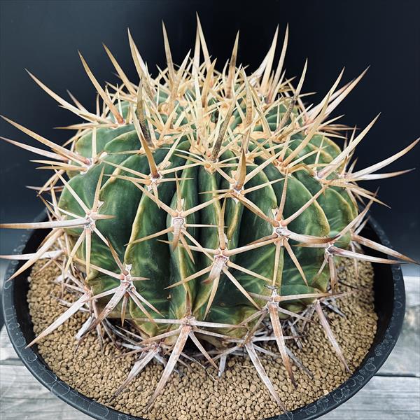 楽天市場】サボテン：フェロカクタス 強刺文鳥丸*幅18cm 現品！一品