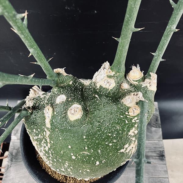 楽天市場】コーデックス：アデニア プセウドグロボーサ*塊根幅23cm