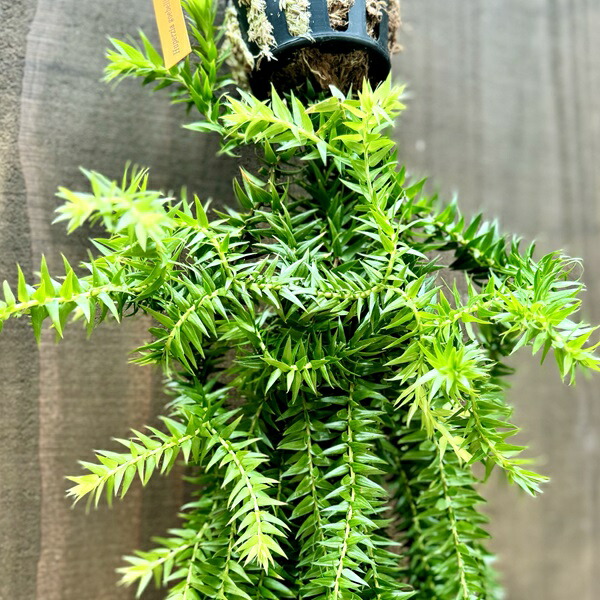 楽天市場】観葉植物：フペルジア グリーンゴエベリー*吊り鉢 Huperzia