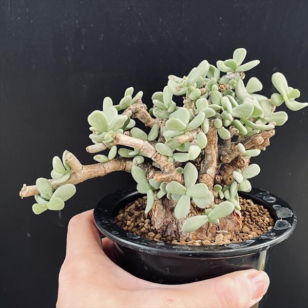 楽天市場】☆特価☆コーデックス：ケラリア ピグマエア 大株*葉幅