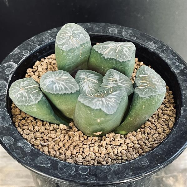 楽天市場】多肉植物：ハオルチア 金子氏 巨大稲妻万象*幅8cm 現品