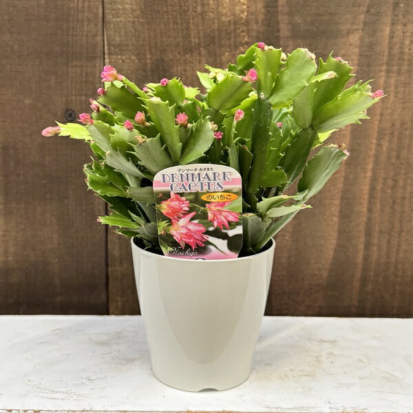 楽天市場】おしゃれ 観葉植物 選べる：デンマークカクタス コンペイト