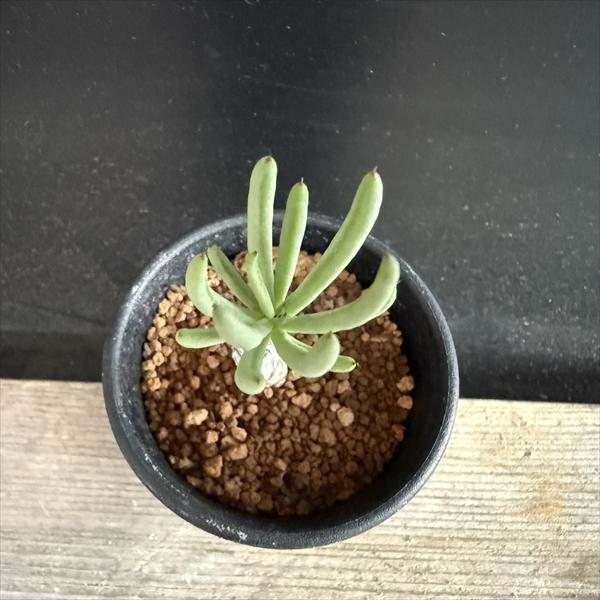 楽天市場】コーデックス：チレコドン ペアルソニー 白象 挿木*幹幅0.5