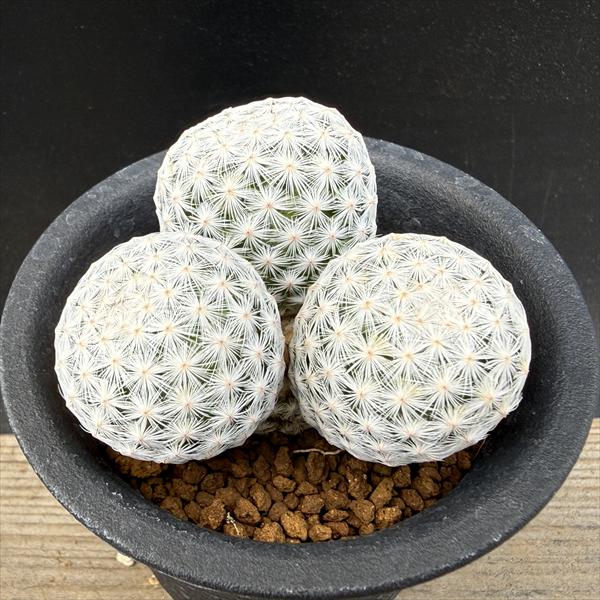 楽天市場】サボテン：マミラリア 白鳥 3頭 実生*幅4.5cm : 遊恵盆栽