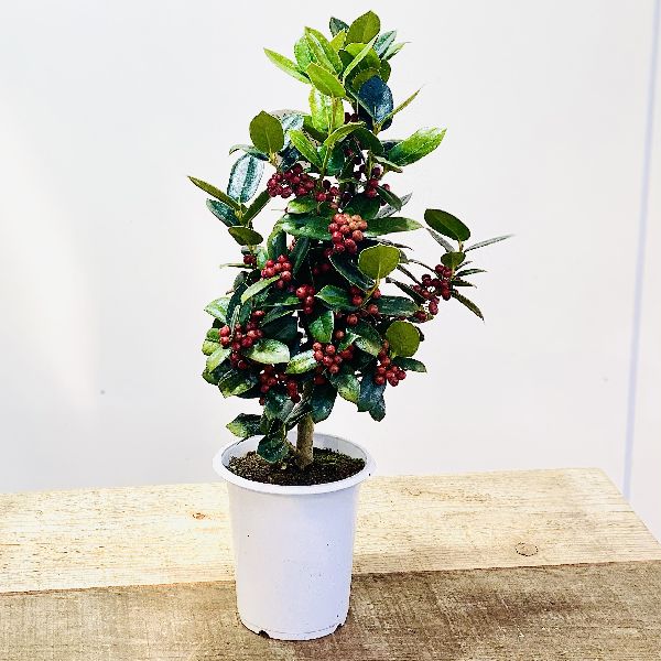 楽天市場】再入荷しました 観葉植物 花木：クリスマスホーリー