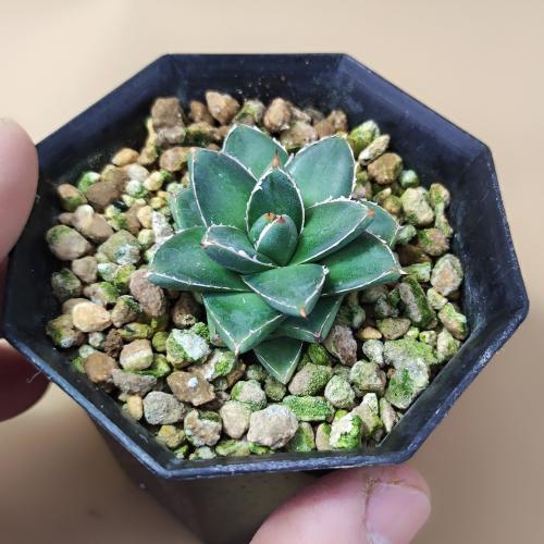 楽天市場】多肉植物 アガベ 王妃笹の雪 B型 2.5号ポット苗 : やましち