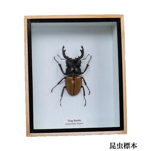 楽天市場】昆虫の標本 ツヤクワガタエレガンス Odontolabis elegans