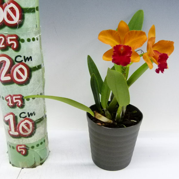 楽天市場】【花なし株】 リンコレリオカトレア スウィートシュガー