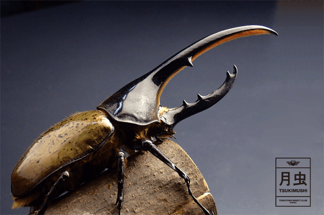 ヘラクレスオオカブトのご紹介｜世界最大のカブトムシ | 月虫
