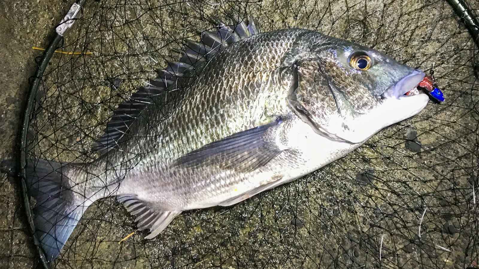 19 ストラディック C3000 XGのスペックとインプレ | 釣りクラウド