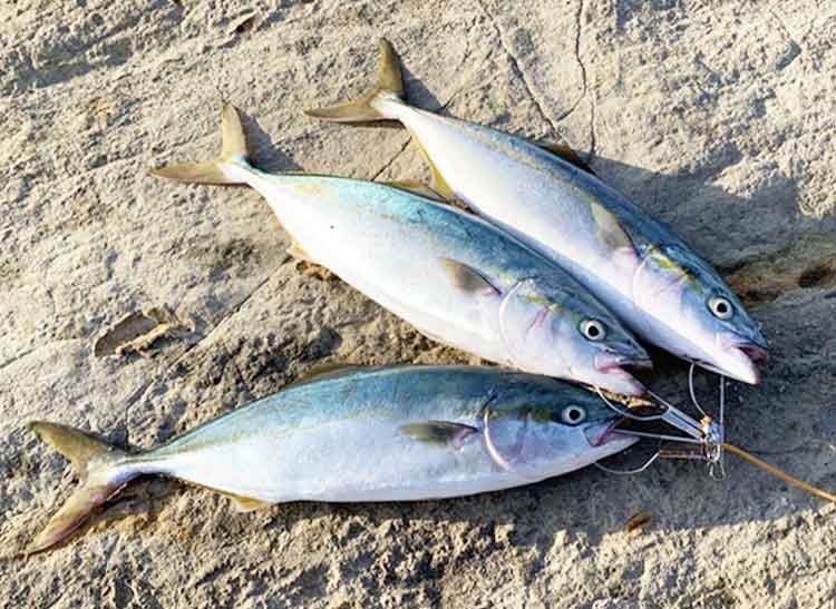 18 カルディア LT5000D-CXHのスペックとインプレ | 釣りクラウド