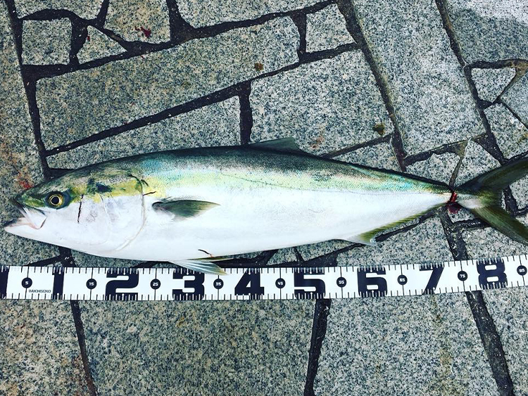 13 バイオマスター SW 5000XGのスペックとインプレ | 釣りクラウド