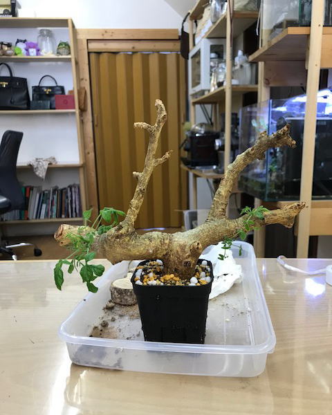 コミフォラドレイクブロックマニー 発根管理3 | 塊根植物