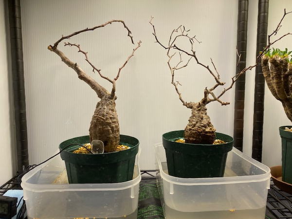 オペルクリカリア パキプス1 発根管理1 | 塊根植物・コーディックス