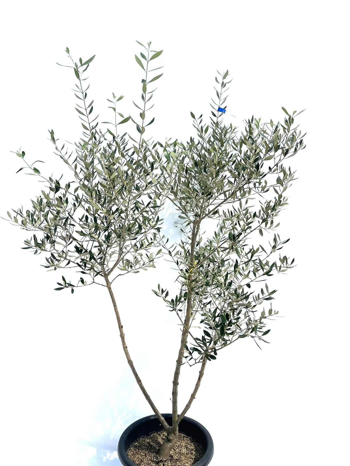コロネイキ Lサイズ 約160cm NO.10272 オリーブの木 - 株式会社鶴亀園