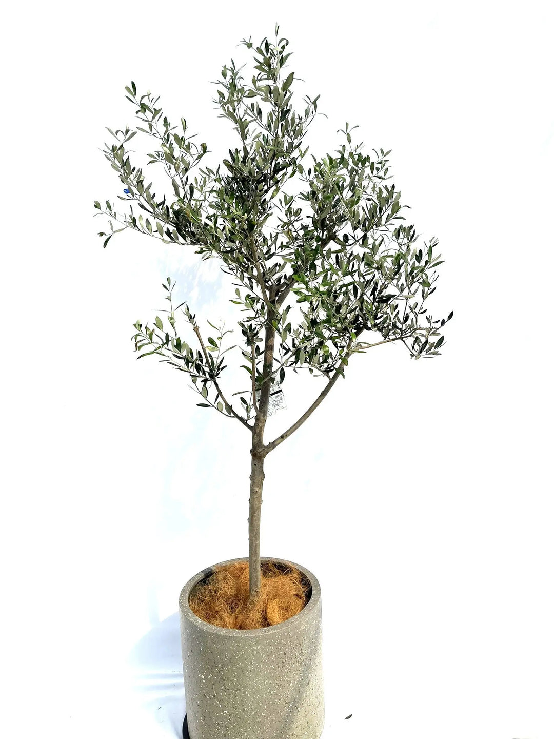 10282-4_1080x.jpg?v=1729520795