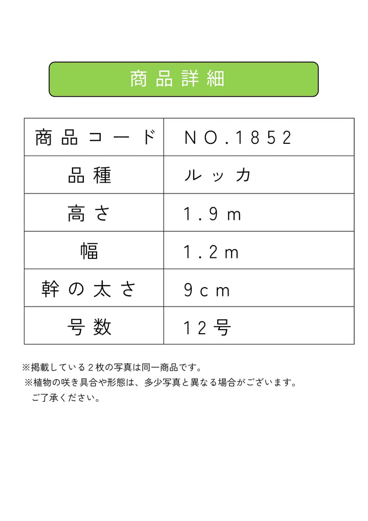 法人限定】ルッカ（オリーブの木）｜XL｜NO.1841｜約240cm｜人気・寒冷