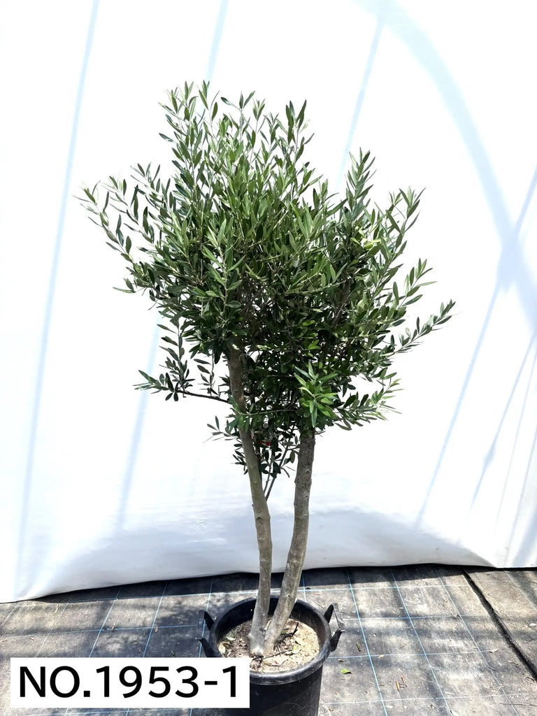 NEWシプレシーノ（オリーブの木）｜大型商品｜NO.1953｜約170cm｜人気