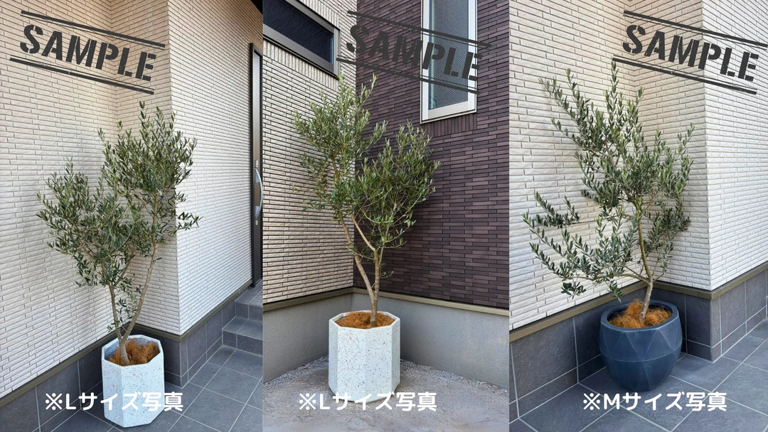 NEWネバディロブランコ（オリーブの木）｜Lサイズ｜K-359｜約150cm