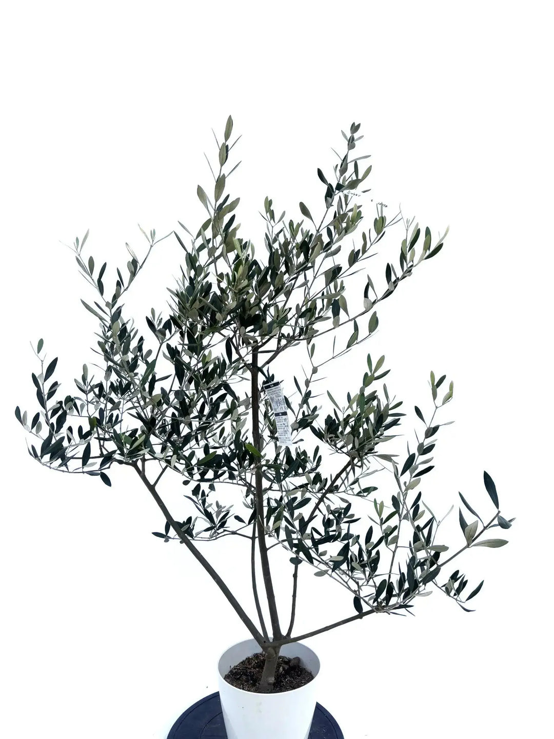 ミッション Sサイズ 約135cm NO.10476 オリーブの木 - 株式会社鶴亀園