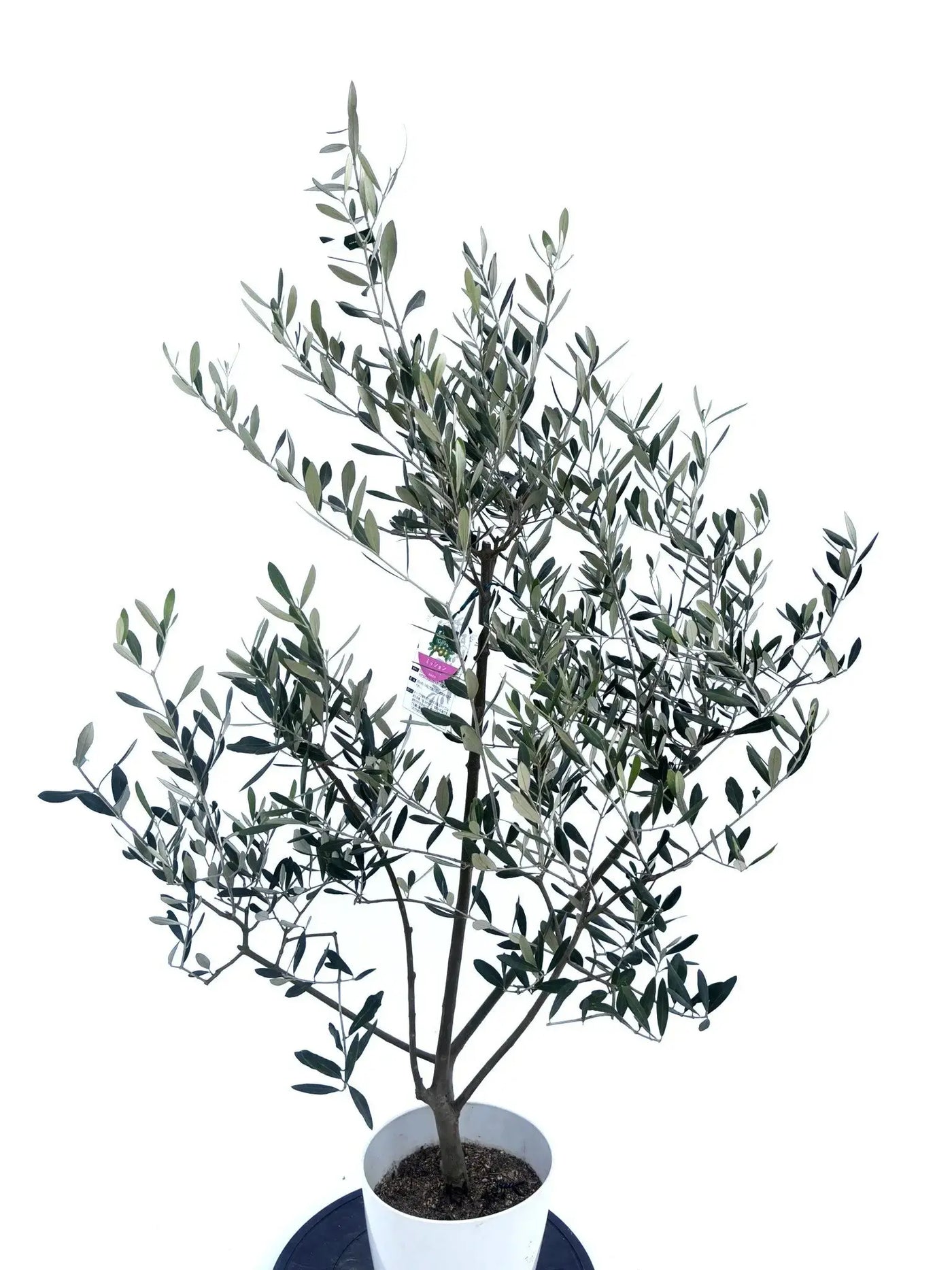 ミッション Sサイズ 約135cm NO.10476 オリーブの木 - 株式会社鶴亀園