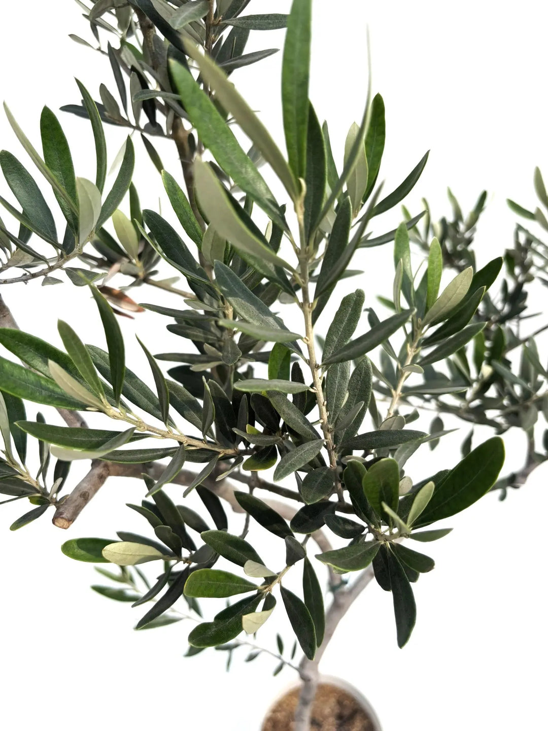 KS専用 オリーブの木 ホワイト2本 KS専用 オリーブの木 ホワイト2本