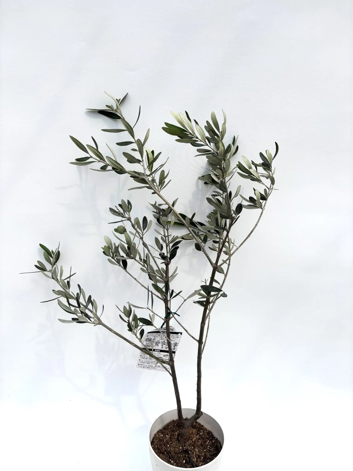 希少・白葉・室内向き】ホワイト（オリーブの木）〈柳型樹形〉｜約80cm