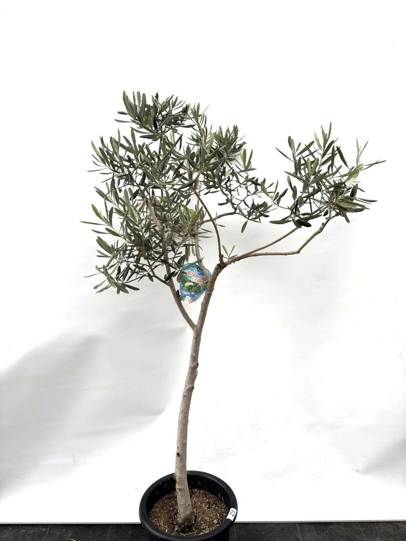 希少・直立型】ブラックイタリアン（オリーブの木）〈オイル向き