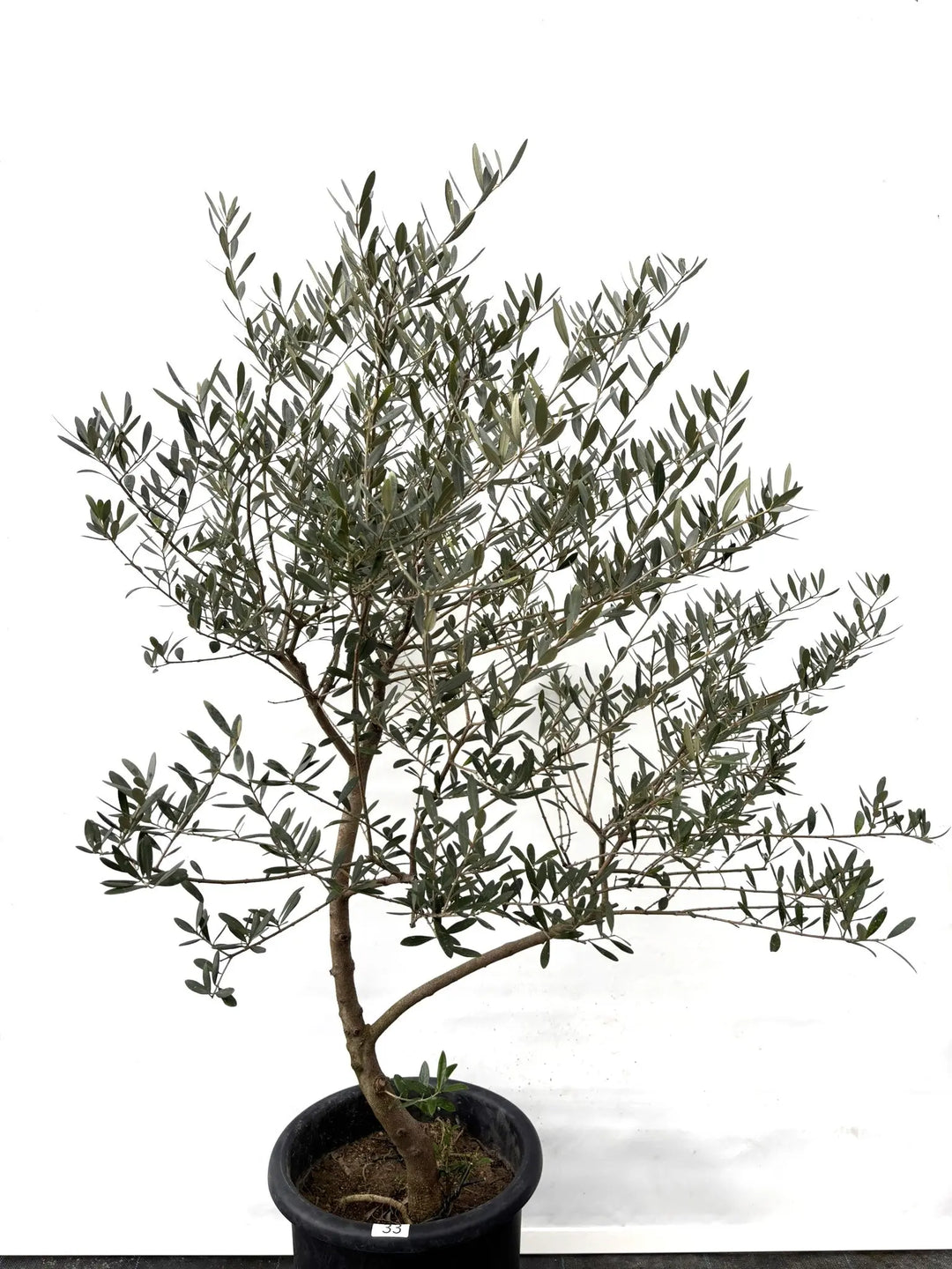 ネバディロブランコ Lサイズ 約140cm K-33 オリーブの木 - 株式会社鶴亀園