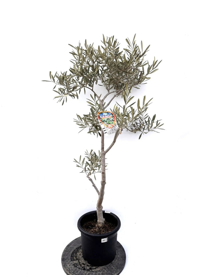 NEWデルモロッコ（オリーブの木）｜Mサイズ｜K-348｜約130cm｜希少