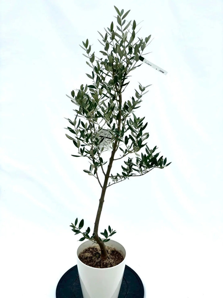 人気・直立型】ミッション（オリーブの木）〈シンボル向き〉｜110cm｜S