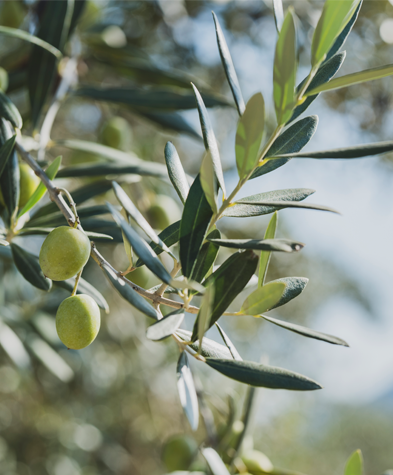 オリーブの木専門店 鶴亀園｜シンボルツリー・ギフトに人気｜香川から