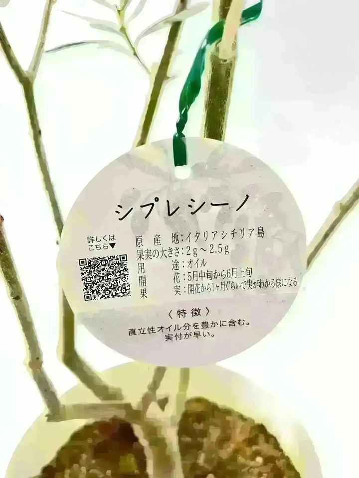 NEWシプレシーノ（オリーブの木）｜大型商品｜NO.1938｜約200cm｜人気