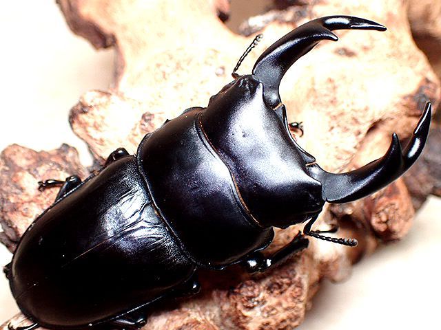 ☆セール！貴重！滋賀県産オオクワガタ♂73mmペア☆ - INSECT ULTIMA