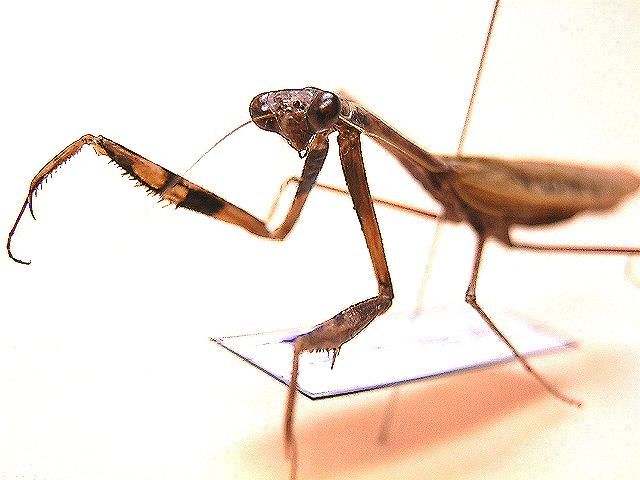 ☆WD！石垣島産カマキリ標本☆ - INSECT ULTIMA
