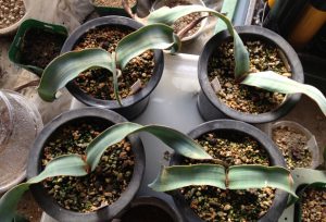 ウェルウィッチア ミラビリス ( Welwitschia mirabilis ) 植え替え方法