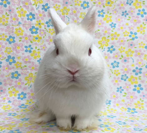 ネザーランドドワーフ AA1 ルビーアイドホワイト 男の子 うさぎ専門店