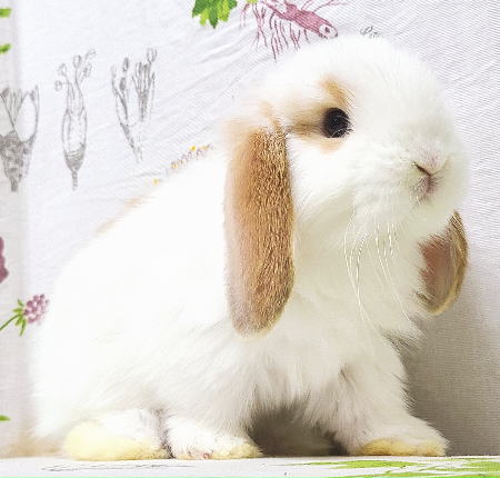 フレンチロップ 83 ブロークンオレンジ 女の子 うさぎ専門店 うさぎ舎