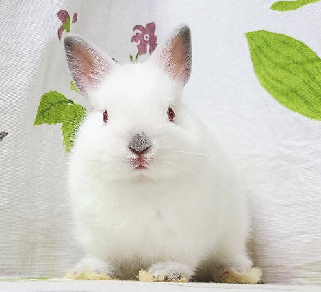 ネザーランドドワーフ A34 ヒマラヤン 男の子 うさぎ専門店 うさぎ舎